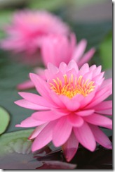 lotus flowers