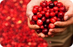 Cranberry bog demonstration held at Rockafeller Center