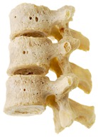 vertebrae