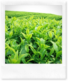green tea field