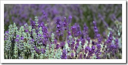 Safari II Le Contadour