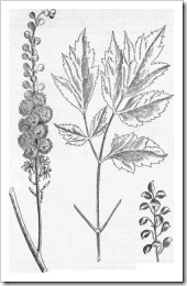 Black-Cohosh-C-racemosa