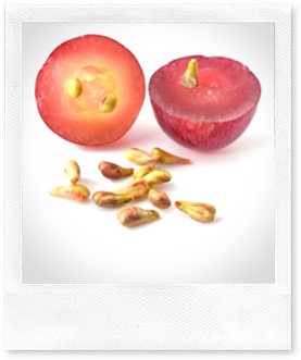 grape seeds on white background macro closeup