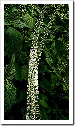 black cohosh, fresh