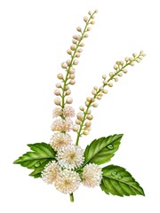 blackcohosh-kirklandpic