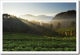 Green tea plantation