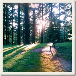 Forest bench - Mt. Tabor