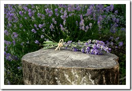 IMG_24243245lavander