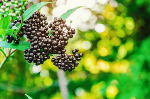 Elderberry black berries in the woods. Autumn