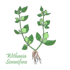 Hand Drawn Colored Bush of Ashwagandha 