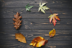 Leaves in circle from green to yellow and brown colors on dark rustic wood flat lay. Leaves life cycle. Changing seasons and time concept. Fall leaf