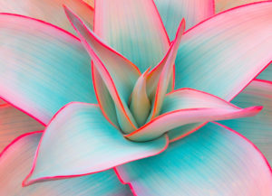 exotic flower in saturated colors