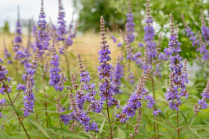 Chaste tree or Vitex Agnus-Castus plant in field