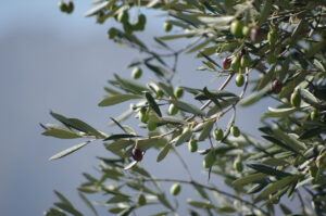 Olive tree/branch, with olives, from underneath, against blue sky