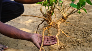 hand holding Withania somnifera plant known as Ashwagandha. root with leaves, Indian ginseng plant