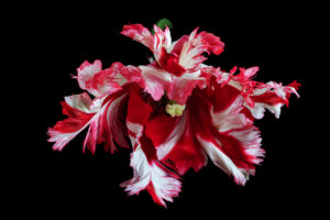 An exotic flower: White-red parrot tulips isolated on black background