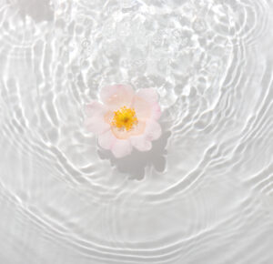 pretty pale rose, floating in water on white background, top view