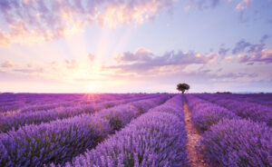 sunrise over a lavender field
