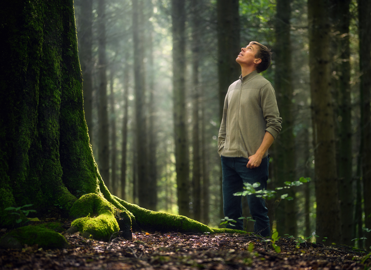 mid-age man in forest looking up at a big tree